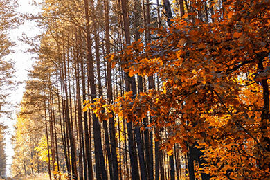 开云体育-波兰乒乓球队逆袭法国强敌，樊振东闪耀全场的惊艳对决