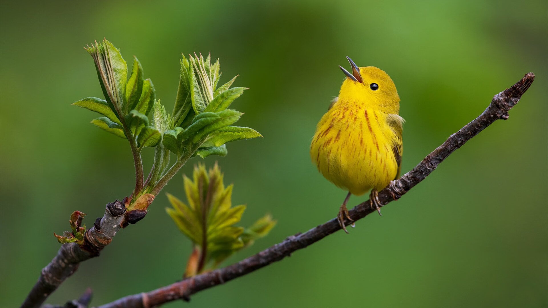 阿坎吉德比封神,幕后是那个带走摩洛哥的苏格兰大脑?